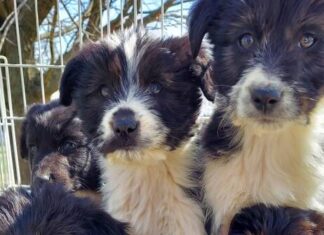 
			
				                                Local puppies rescued by Friends of Mason County and Surrounding Counties’ Animals rescue group.
 
			
		