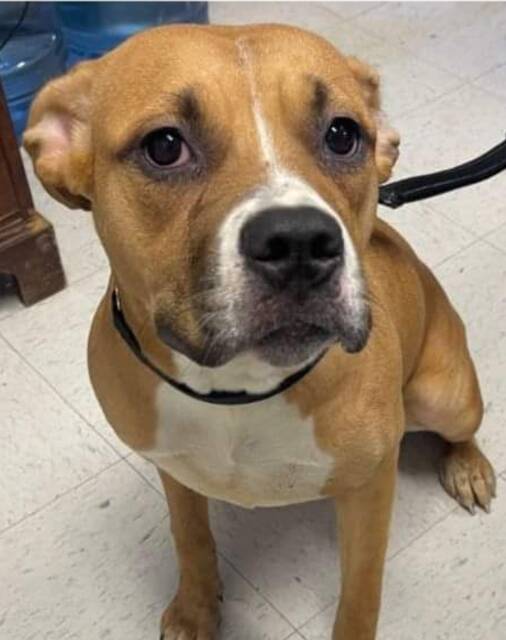 Shelter Dogs of the Week | Ledger Independent – Maysville Online