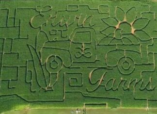
			
				                                Erwin Farm’s 2022 maze consisted of a pickup truck and a sunflower along with their farm name.
 
			
		