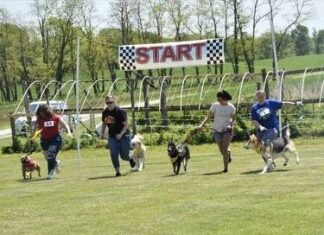 
			
				                                Competitors are racing in last year’s Doggy Dash at the Maysville Mutt Strutt.
 
			
		